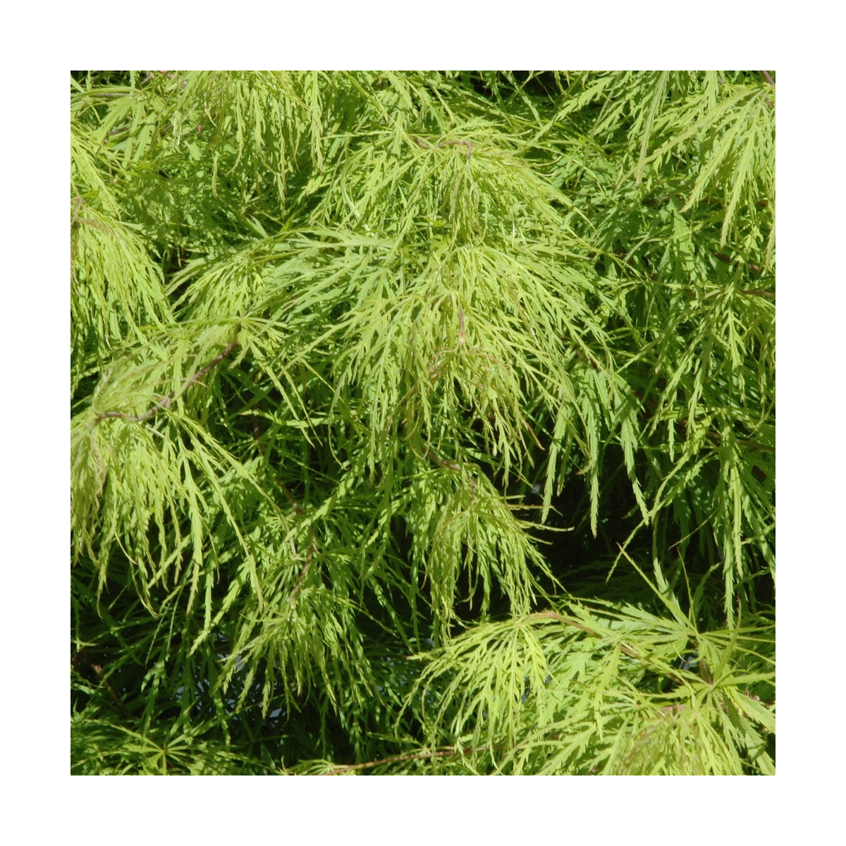 Érable palmé palmatum crimson queen/acer palmatum 'crimson queen'[-]pot de 4l - 40/60 cm