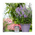 Arbre aux papillons davidii high five purple® 'podcept1'/buddleja davidii high five purple® 'podcept1'[-]pot de 3l - 20/40 cm