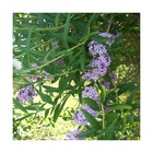 Arbre aux papillons à feuilles alternes/buddleja alternifolia[-]pot de 3l - 20/40 cm