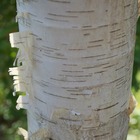 Bouleau verrucosa fastigiata/betula verrucosa 'fastigiata'[-]godet - 5/20 cm
