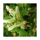 Tilleul à grandes feuilles zelzate/tilia platyphyllos zelzate[-]pot de 50l - tige 18/20