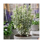 Fusain du japon white spire/euonymus japonicus white spire[-]pot de 3l - 20/40 cm