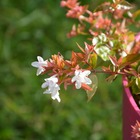 Abélie à grandes fleurs panaché/abelia grandiflora 'panaché'[-]godet - 5/20 cm