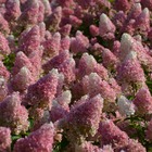 Hortensia paniculata vanille fraise® 'renhy'/hydrangea paniculata vanille fraise® 'renhy'[-]pot de 3l - 40/60 cm