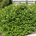 Laurier palme laurocerasus etna® 'anbri'/prunus laurocerasus etna® 'anbri'[-]pot de 4l - 40/60 cm