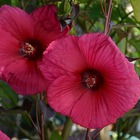 Hibiscus marais planet® soléne 'tansol'/hibiscus moscheutos planet® soléne 'tansol'[-]godet - 5/20 cm