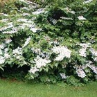 Viorne de chine plicatum lanarth/viburnum plicatum lanarth[-]pot de 3l - 40/60 cm
