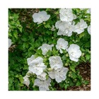 Hibiscus syriacus white chiffon® 'notwoodtwo'/hibiscus syriacus white chiffon® 'notwoodtwo'[-]pot de 10l - 80/120 cm