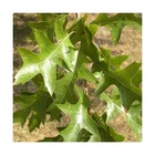 Chêne des marais isabel/quercus palustris isabel[-]pot de 30l - tige 10/12