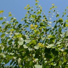 Arbre au caramel japonicum/cercidiphyllum japonicum[-]pot de 7,5l - 60/80 cm