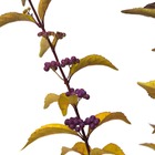 Arbuste aux bonbons issaï/callicarpa dichotoma 'issaï'[-]pot de 3l - 20/40 cm