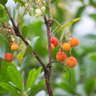 Arbousier, arbre aux fraises unedo atlantic/arbutus unedo 'atlantic'[-]godet - 5/20 cm