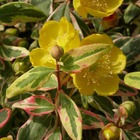 Millepertuis moserianum tricolor/hypericum moserianum tricolor[-]pot de 7,5l - 40/60 cm