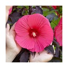 Hibiscus des marais carousel® pink passion 'tahi16'/hibiscus moscheutos carousel® pink passion 'tahi16'[-]lot de 9 godets