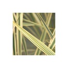 Lin de nouvelle-zélande golden ray/phormium tenax golden ray[-]pot de 4l - 40/60 cm