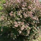 Abélie à grandes fleurs/abelia grandiflora[-]pot de 3l - 40/60 cm