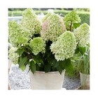 Hortensia paniculata little fresco® ´rou 201306´/hydrangea paniculata little fresco® ´rou 201306´[-]pot de 4l - 40/60 cm