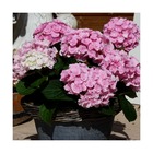Hortensia you&me® love 'youme h1917'/hydrangea macrophylla you&me® love 'youme h1917'[-]pot de 4l - 40/60 cm