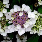 Hortensia aspera sargentiana/hydrangea aspera sargentiana[-]godet - 5/20 cm