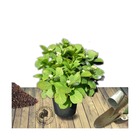 Hortensia macrophylla saxon® 'schloss wackerbarth'/hydrangea macrophylla saxon® 'schloss wackerbarth'[-]pot de 10l - 60/80 cm