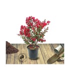 Lilas des indes indica rouge/lagerstroemia indica rouge[-]pot de 7,5l - 60/80 cm