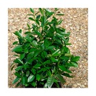 Fusain du japon japonicus green millenium®/euonymus japonicus green millenium®[-]pot de 3l - 20/40 cm