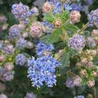 Ceanothe impressus puget blue/ceanothus impressus puget blue[-]pot de 3l - 20/40 cm