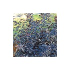 Physocarpe à feuilles d'obier opulifolius all black® 'minall2'/physocarpus opulifolius all black® 'minall2'[-]godet - 5/20 cm