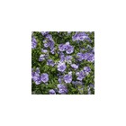 Hibiscus syriacus blue chiffon® 'notwoodthree'/hibiscus syriacus blue chiffon® 'notwoodthree'[-]pot de 4l - 40/60 cm