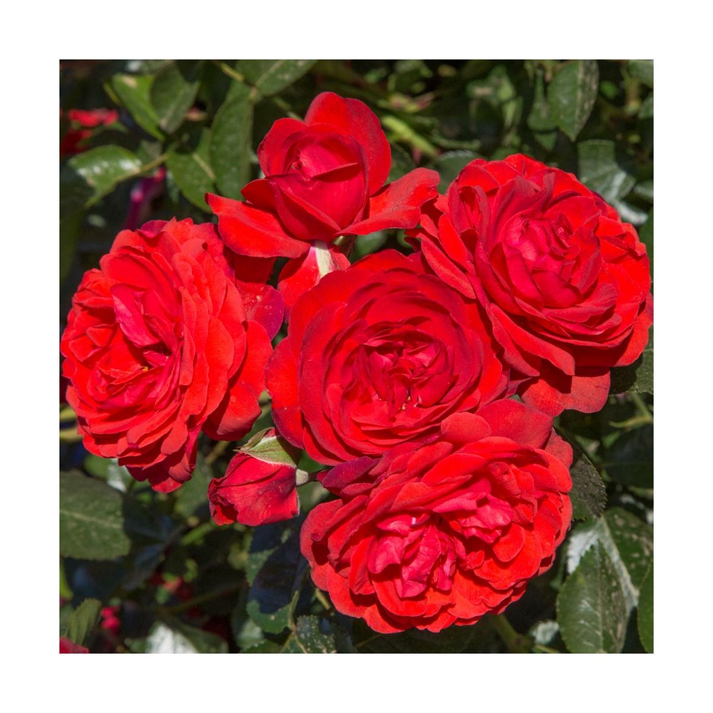 Rosier arbustif scarlet bonica® 'meiscarlebo'/rosa arbustif scarlet bonica® 'meiscarlebo'[-]pot de 2l