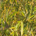 Bambou bicolor aureosulcata spectabilis/phyllostachys aureosulcata 'spectabilis'[-]pot de 15l - 150/200