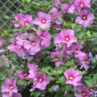 Hibiscus syriacus china chiffon® 'bricutts'/hibiscus syriacus china chiffon® 'bricutts'[-]pot de 4l - 40/60 cm