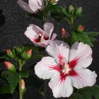 Hibiscus syriacus hamabo/hibiscus syriacus hamabo[-]pot de 7,5l - 60/80 cm