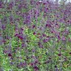 Sauge x jamensis violette de loire® 'barsal'/salvia x jamensis violette de loire® 'barsal'[-]godet - 5/20 cm