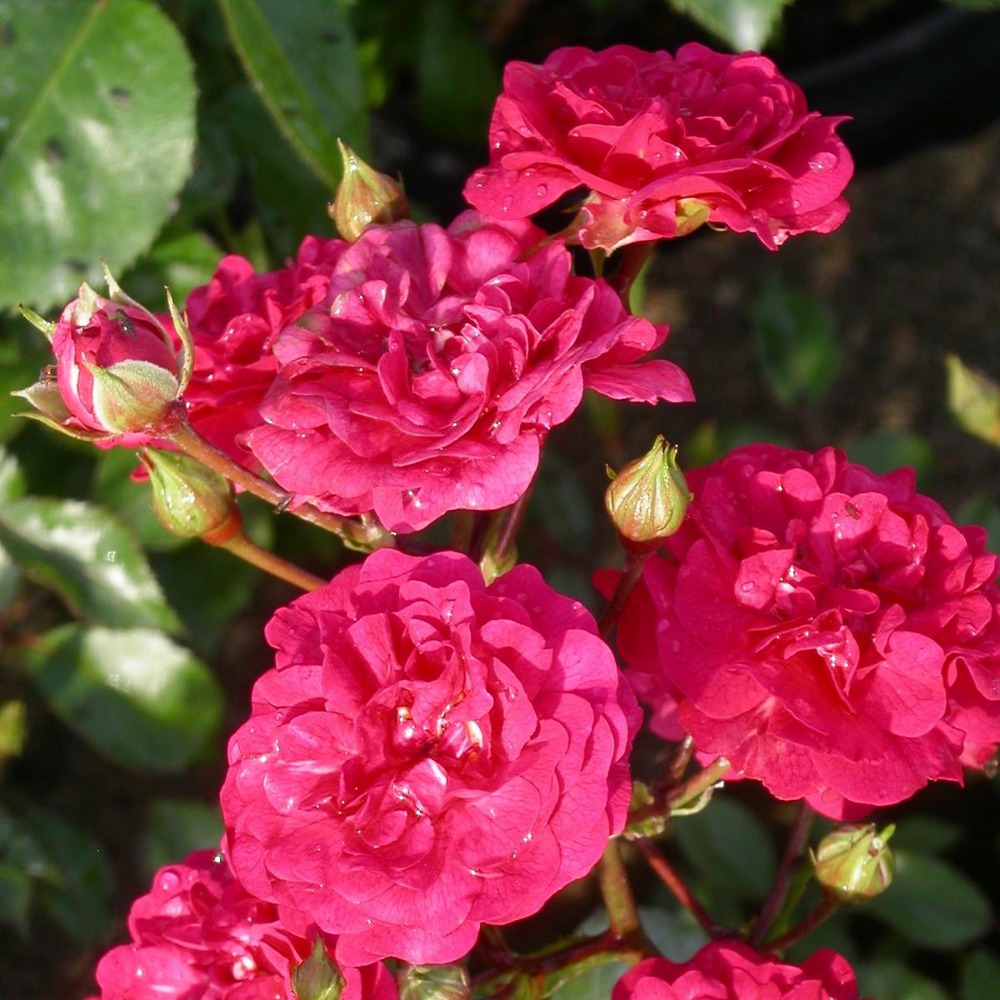 Rosier arbustif x polyantha fairy red/rosa x polyantha fairy red[-]godet - 5/20 cm