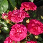 Rosier arbustif x polyantha fairy red/rosa x polyantha fairy red[-]pot de 3l - 10/40 cm