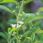 Arbuste aux bonbons dichotoma albibacea/callicarpa dichotoma albibacea[-]godet - 5/20 cm
