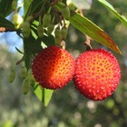 Arbousier, arbre aux fraises unedo/arbutus unedo[-]pot de 30 l