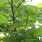 Charme betulus incisa/carpinus betulus incisa[-]godet - 5/20 cm
