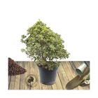 Pittospore à petites feuilles variegatum/pittosporum tenuifolium variegatum[-]pot de 7,5l - 60/80 cm