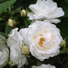 Rosier liane banksiae purezza/rosa liane banksiae purezza[-]pot de 1,5l - tuteur bambou 30/60 cm