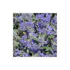 Caryopteris x clandonensis heavenly blue/caryopteris x clandonensis heavenly blue[-]godet - 5/20 cm