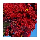 Lilas des indes indica rouge/lagerstroemia indica rouge[-]godet - 5/20 cm