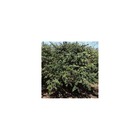 Epine-vinette julianae/berberis julianae[-]pot de 4l - 20/40 cm