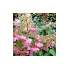 Hortensia paniculata pink diamond®/hydrangea paniculata pink diamond®[-]pot de 3l - 40/60 cm
