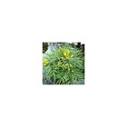 Mahonia eurybracteata soft caress®/mahonia eurybracteata soft caress®[-]pot de 3l - 20/40 cm