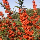 Buisson ardent saphyr® rouge 'cadrou'/pyracantha coccinea saphyr® rouge 'cadrou'[-]pot de 1,5l - 10/20 cm