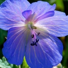 Géranium vivace johnson's blue/geranium johnson's blue[-]pot de 1,5l