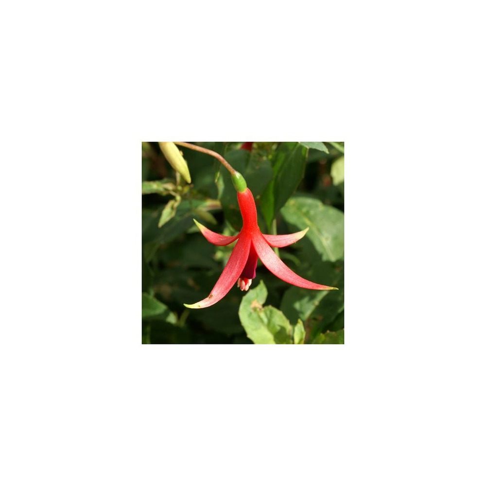 Fuchsia source du loiret/fuchsia x source du loiret[-]lot de 5 godets
