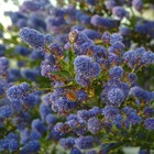 Ceanothe thyrsiflorus autumnal blue